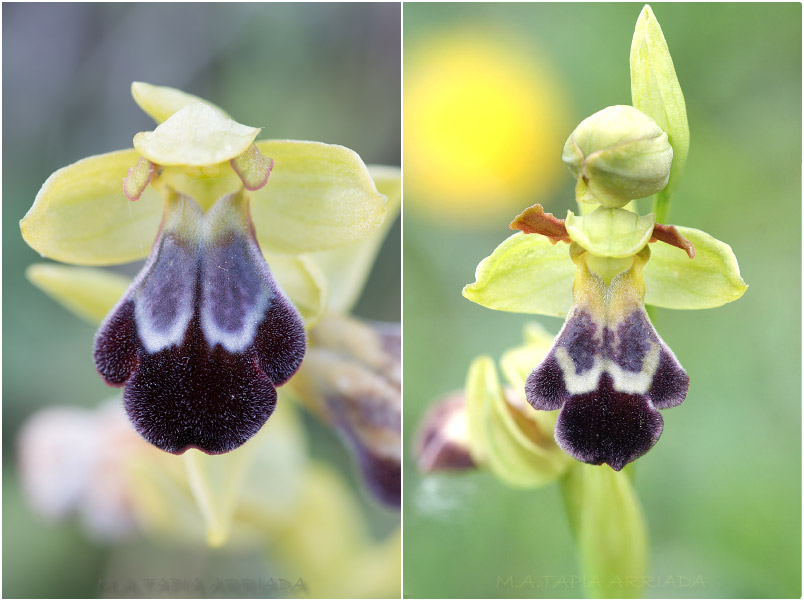 Ophrys vasconica photo 10