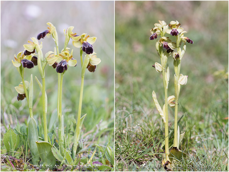 Ophrys vasconica photo 2