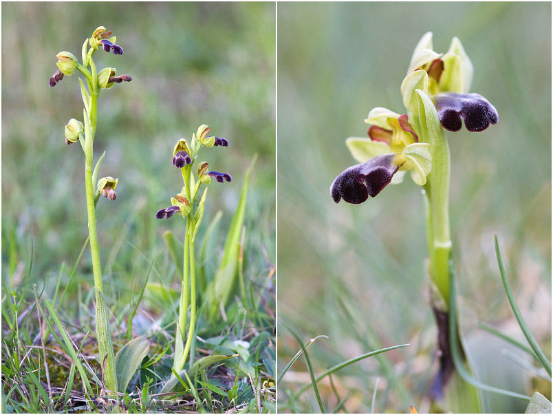 Ophrys vasconica photo 3