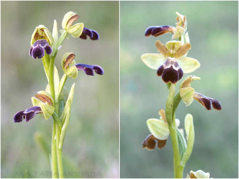 Ophrys vasconica photo 4