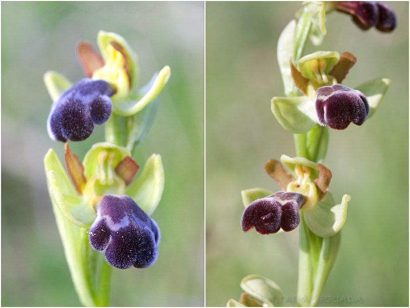 Ophrys vasconica photo 5