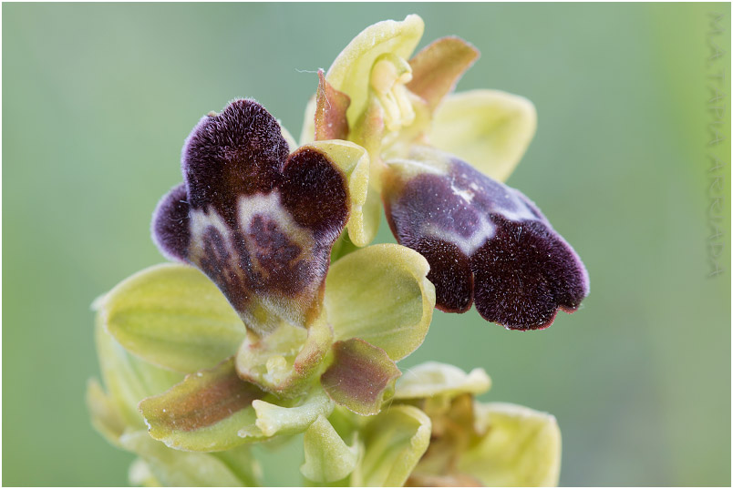 Ophrys vasconica photo 6