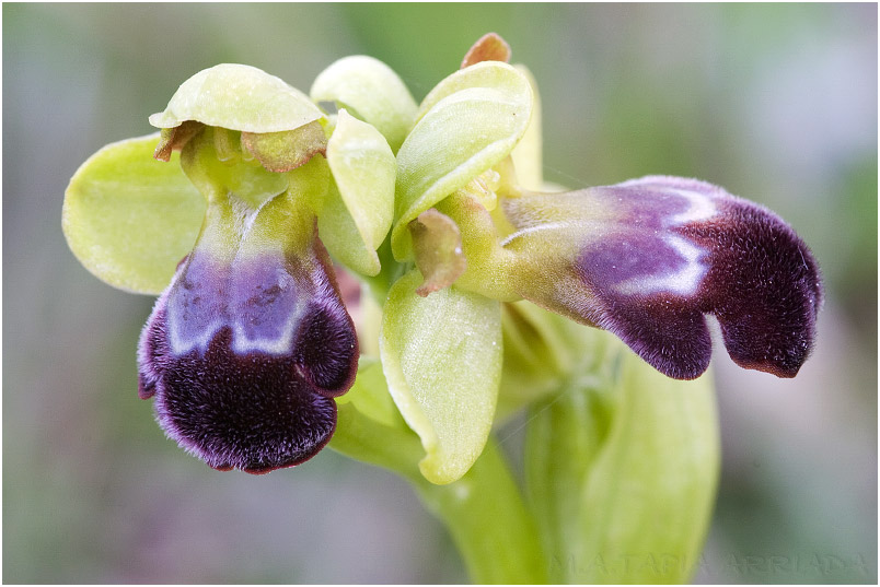 Ophrys vasconica photo 7