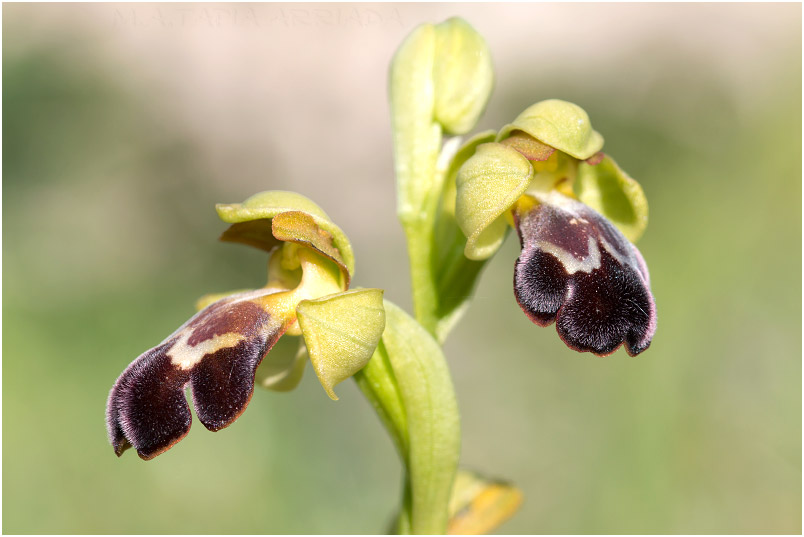 Ophrys vasconica photo 8