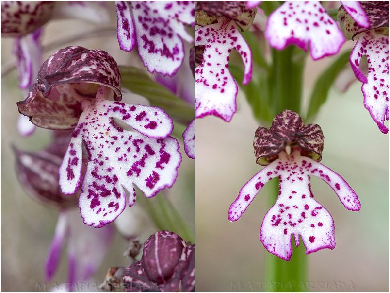 Orchis purpurea photo 11