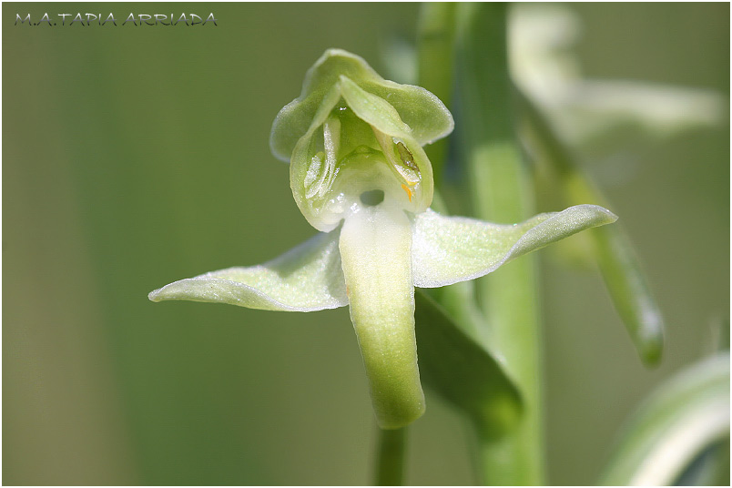 Platanthera algeriensis 3