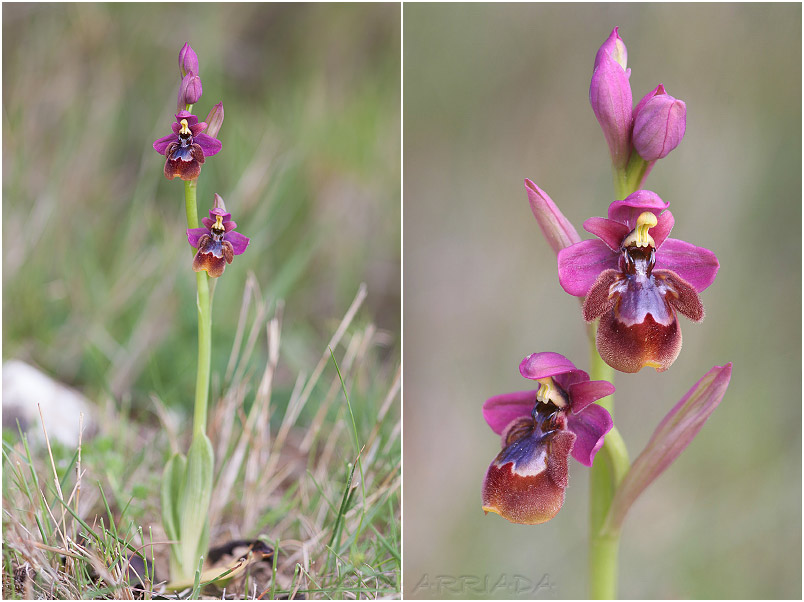 Ophrys ficalhoana x Ophrys speculum photo 1
