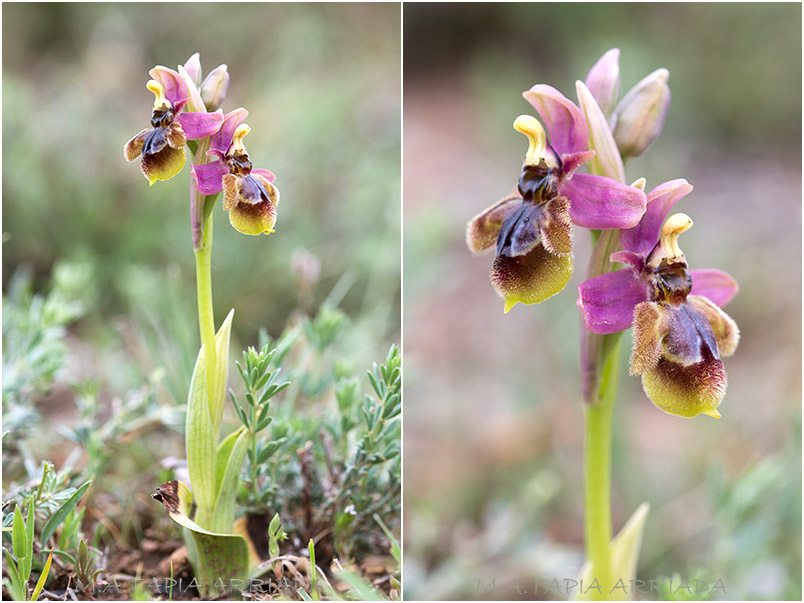 Ophrys ficalhoana x Ophrys speculum photo 4
