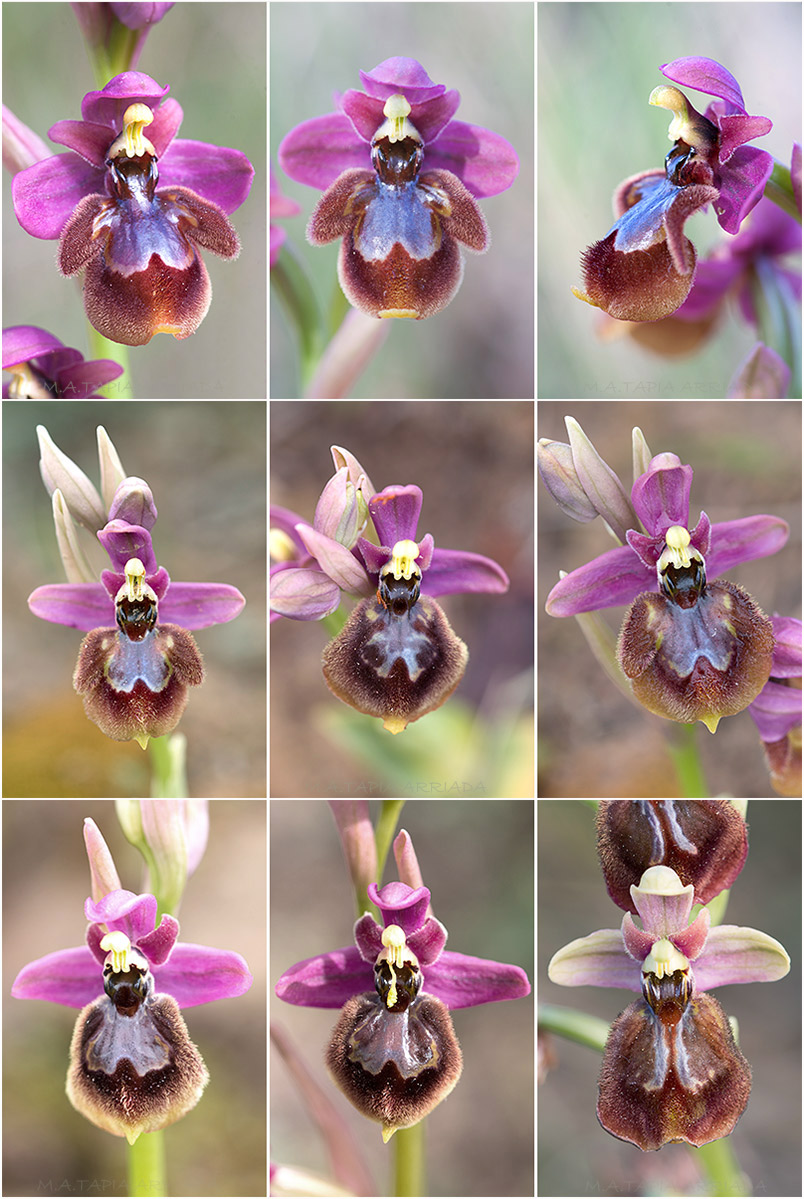Ophrys ficalhoana x Ophrys speculum photo 8