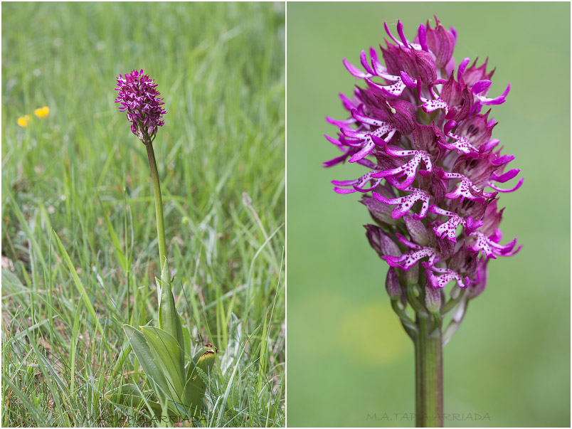 Orchis x angusticruris photo 1