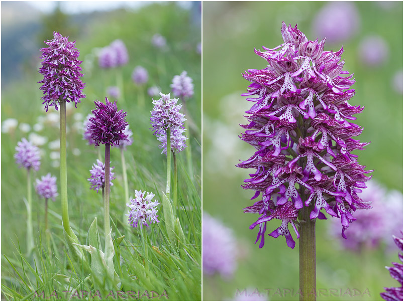Orchis x angusticruris photo 2