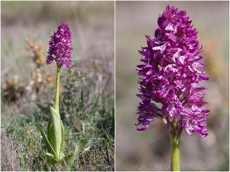 Orchis x angusticruris photo 4