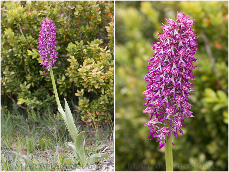 Orchis x angusticruris photo 5