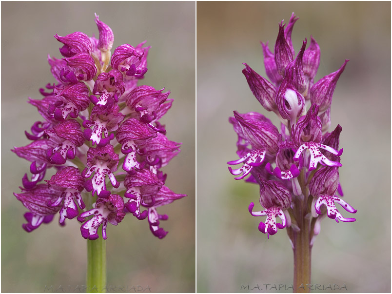 Orchis x angusticruris photo 6
