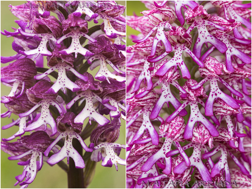 Orchis x angusticruris photo 7