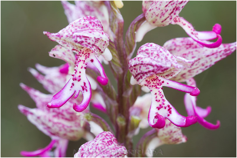 Orchis x angusticruris photo 8