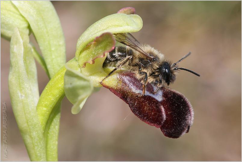 Andrena flavipes photo 1