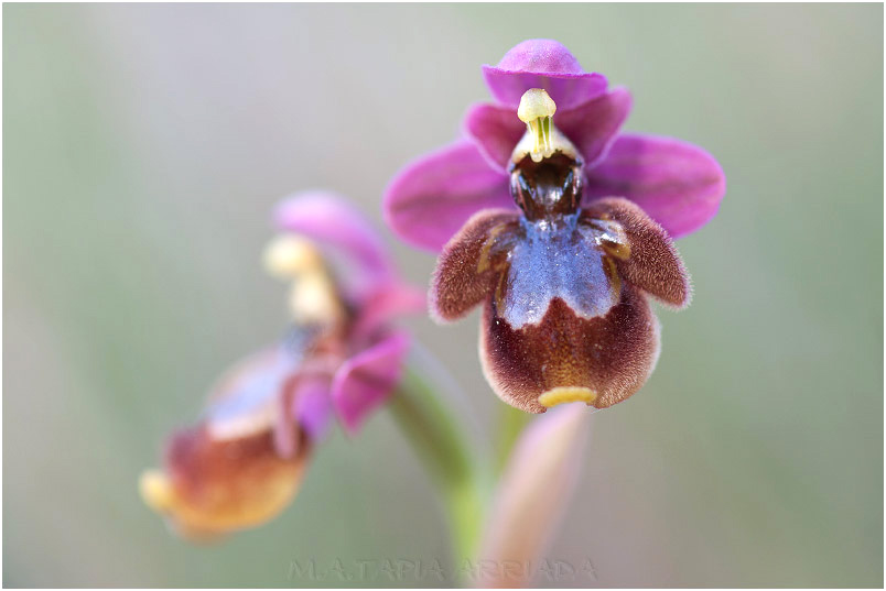Ophrys ficalhoana x Ophrys speculum 3