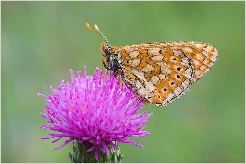 Euphydryas aurinia photo 3