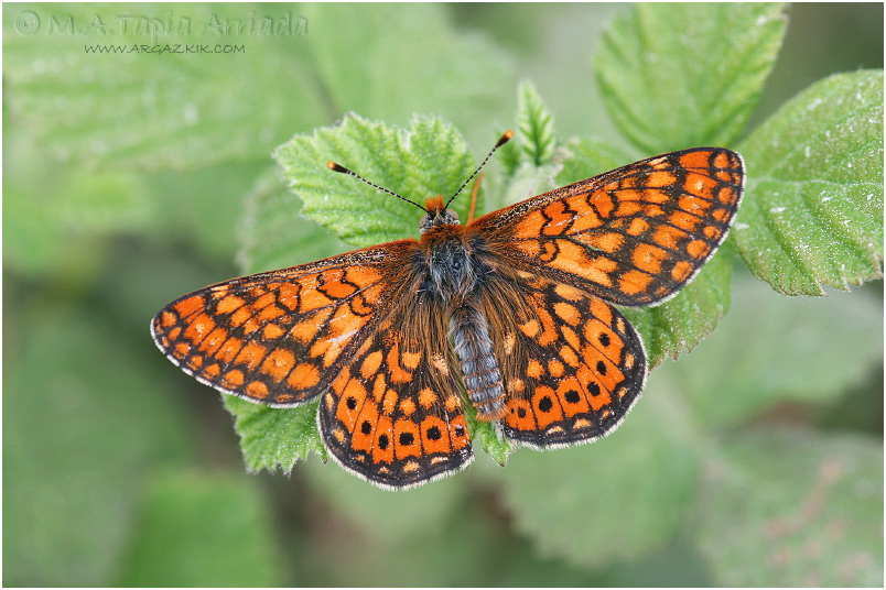 Euphydryas aurinia photo 4