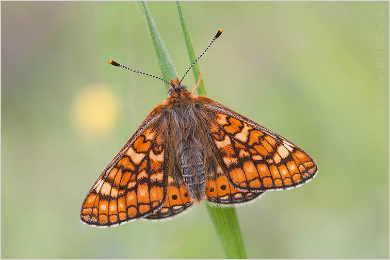 Euphydryas aurinia photo 5