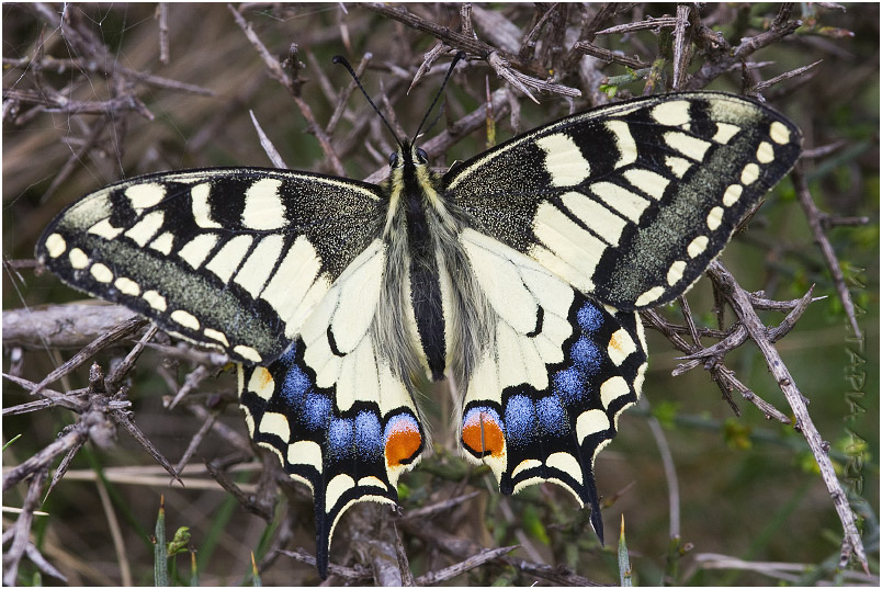 Papilio machaon photo 1