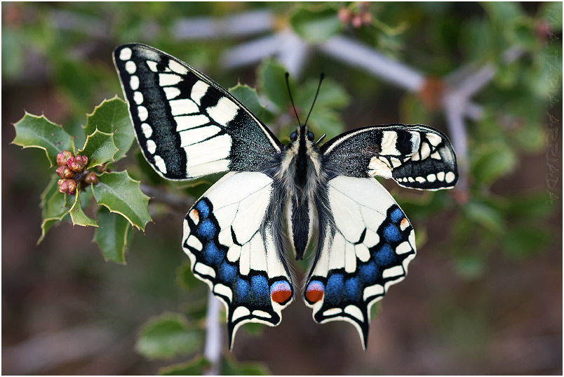Papilio machaon photo 2