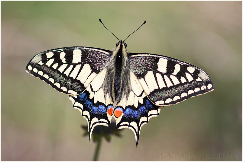 Papilio machaon photo 3