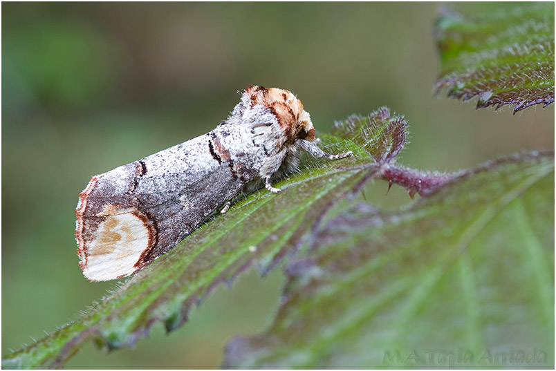 Phalera bucephala photo 3