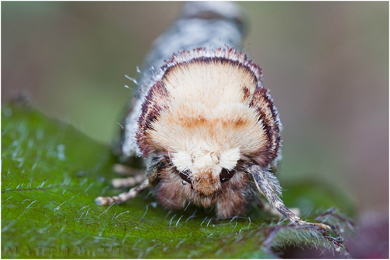 Phalera bucephala photo 4