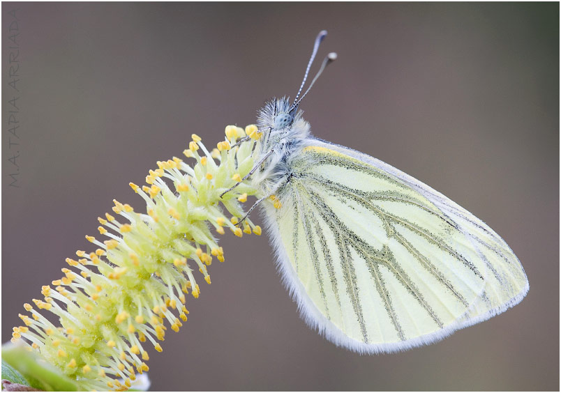 Pieris napi photo 3