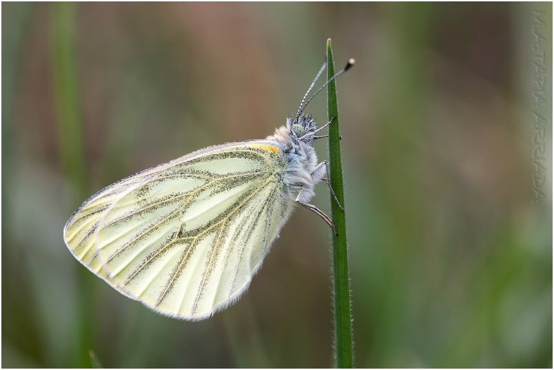 Pieris napi photo 1