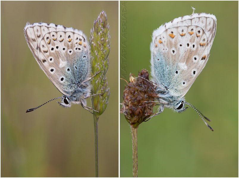 Polyommatus hispanus photo 1