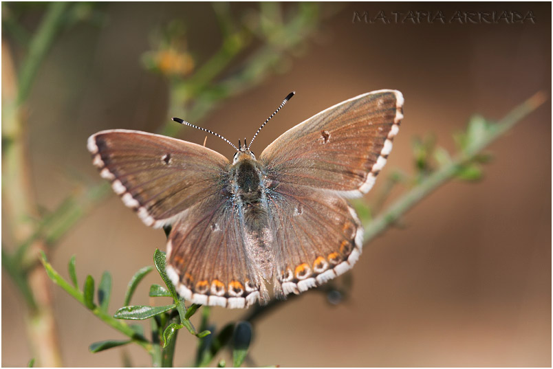 Polyommatus hispanus photo 2