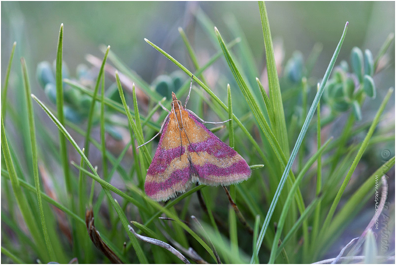 Pyrausta sanguinalis photo 1