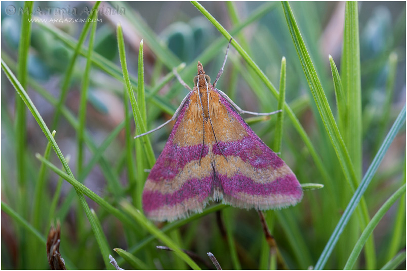 Pyrausta sanguinalis 2