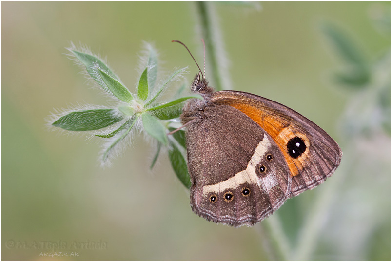 Pyronia bathseba photo 1