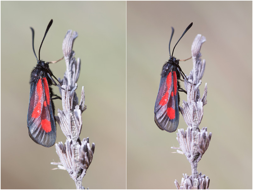 Zygaena nevadensis photo 2