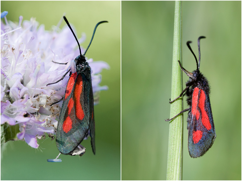 Zygaena nevadensis photo 3