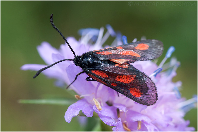 Zygaena nevadensis photo 4