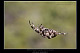 Araneus angulatus 2
