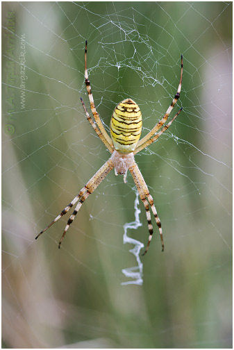 Argiope bruennichi 1