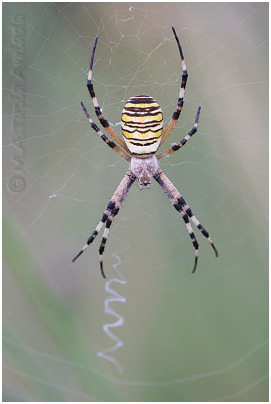 Argiope bruennichi 2