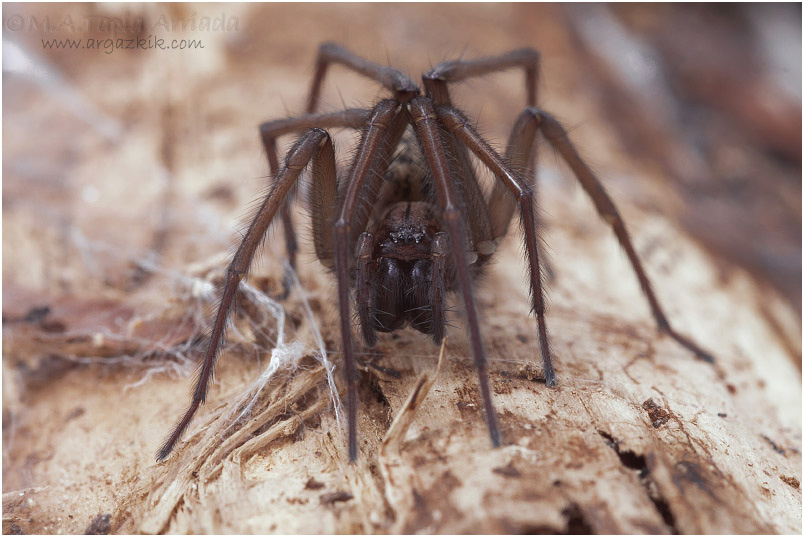 Tegenaria atrica 1