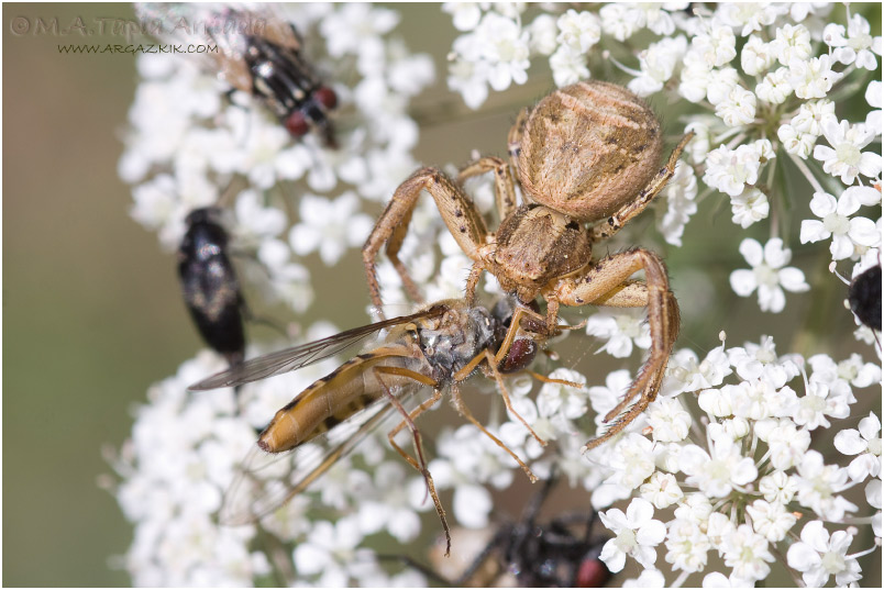 Xysticus cristatus