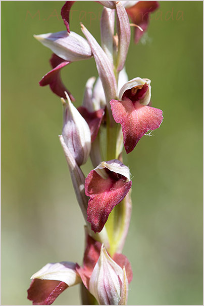 Orchis fragrans x Serapias parviflora photo