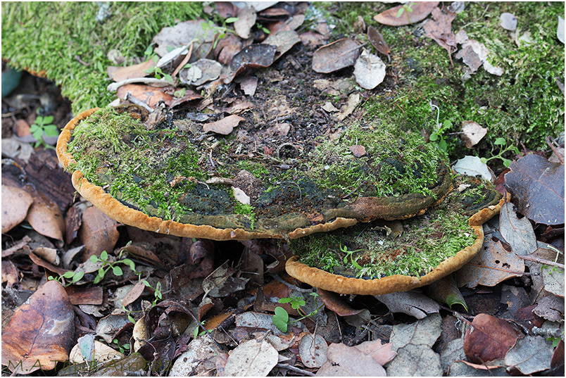 Fuscoporia torulosa