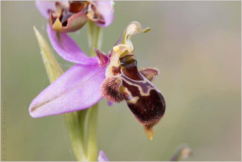 Ophrys x minuticauda