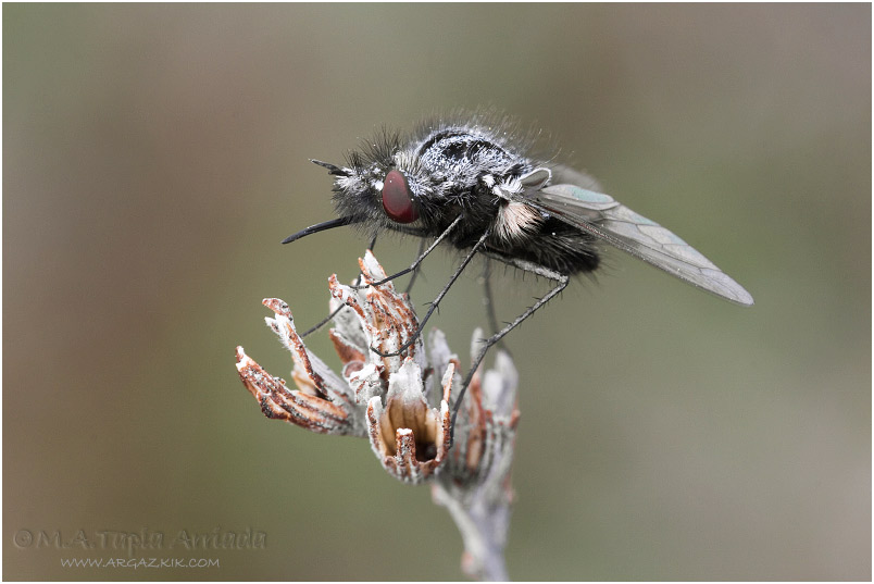 Bombylella atra 1