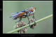 Ectophasia crassipennis1